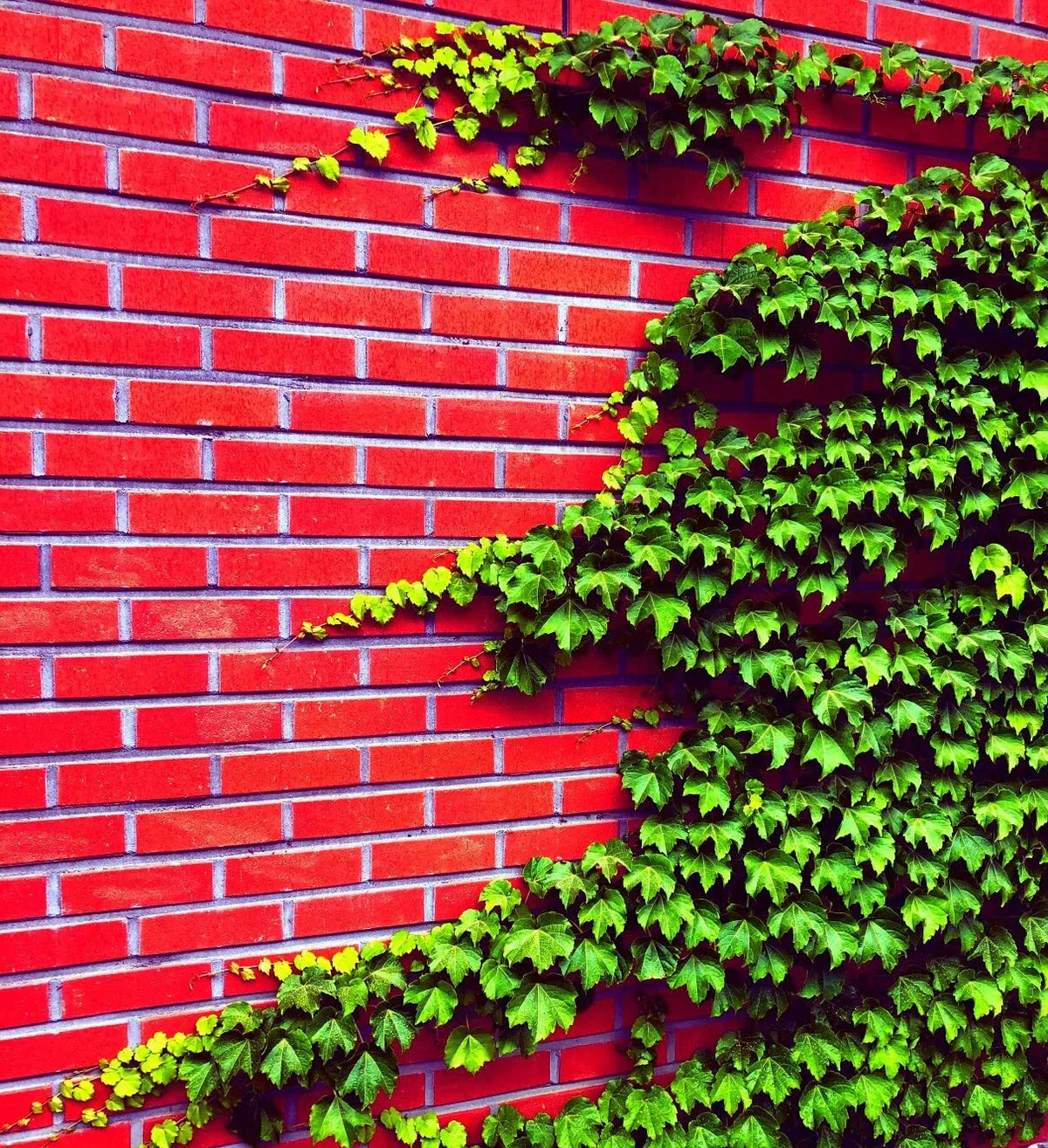 Boston Ivy Seeds - 50 Count - Easy to Grow Vine - Parthenocissus tricuspidata - Ships from Iowa, USA