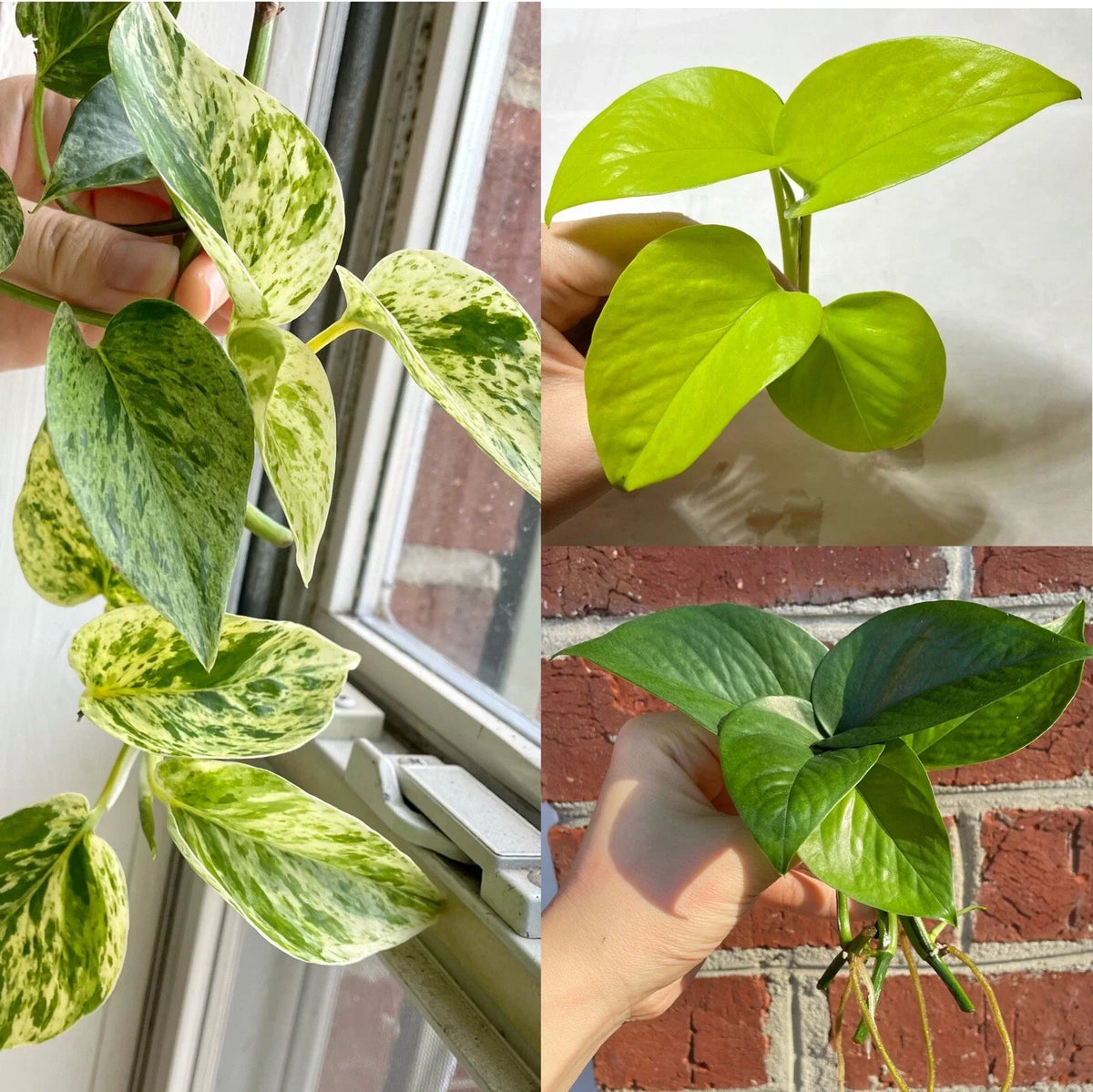 Pothos Cuttings Combo 6-Pack Epipremnum aureum Marble Queen Lemon Neon Jade Green Indoor Plant Propagation