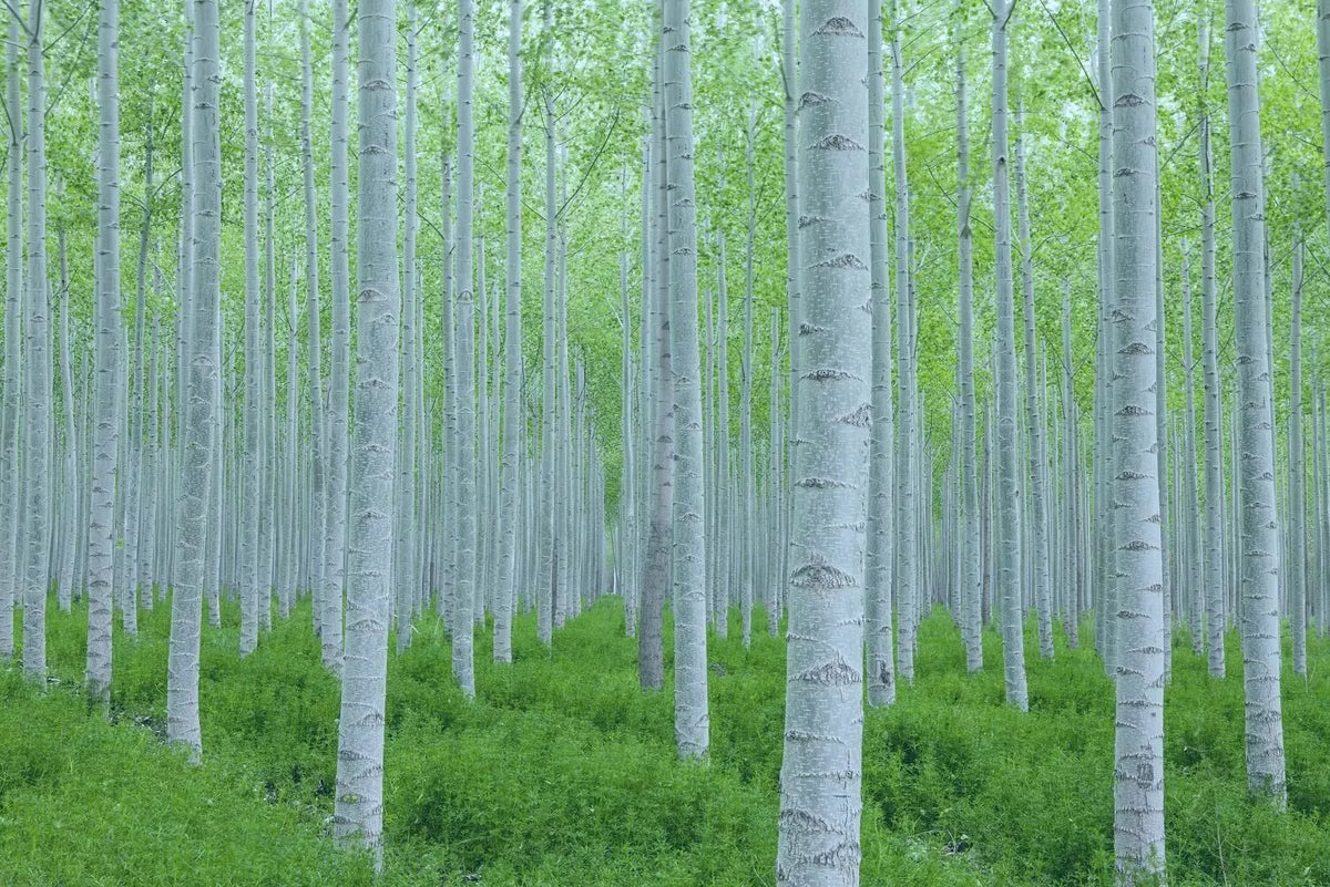 White Poplar Seeds for Planting - 30 Seeds - Fast Growing White Leaf Tree