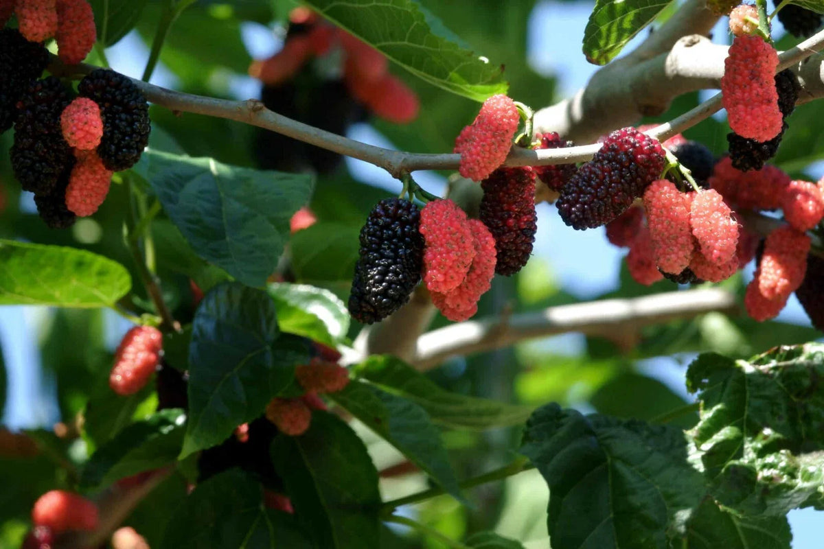 Dwarf Everbearing Mulberry Tree - 2 Live Starter Plants - 3 to 15 inches tall - Morus nigra - Pesticide Free, Fast Shipping