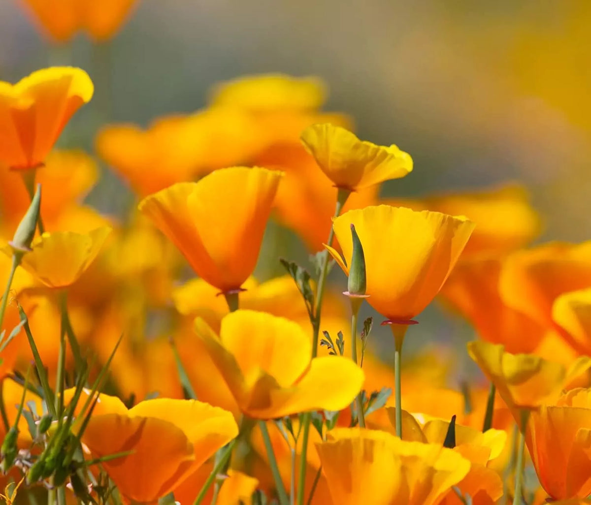 California Poppy Flower Seeds 2,500 Count - Eschscholtzia californica - Bright Yellow Orange Annual Wildflower Seeds