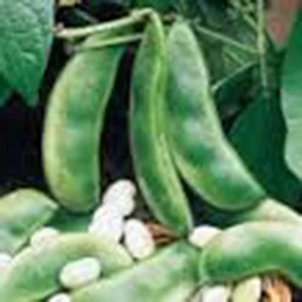 Lima Bean Seeds, Non-GMO Henderson Bush Variety, Phaseolus lunatus, 20+ Seeds for Organic Gardening and Home Growing