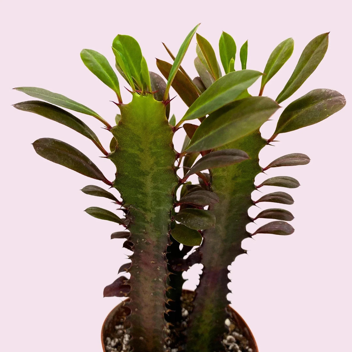 African Milk Tree Cuttings - Euphorbia trigona - Easy Care Succulent - Ideal for Home Decor & Indoor Gardening