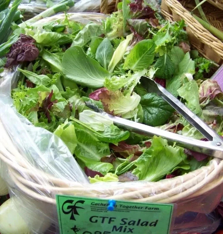 3000 Seeds Gourmet Salad Greens Mix - Lettuce Variety - Organic, Non-GMO Lactuca sativa Seeds for Home Gardening