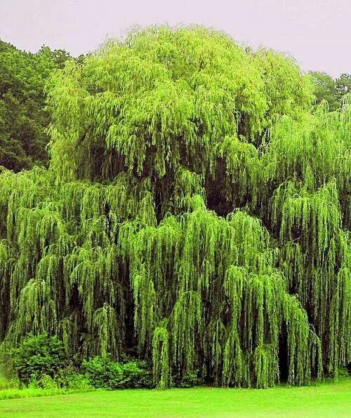 Weeping Willow Trees 4 Pack - Golden Arching Canopy Salix babylonica
