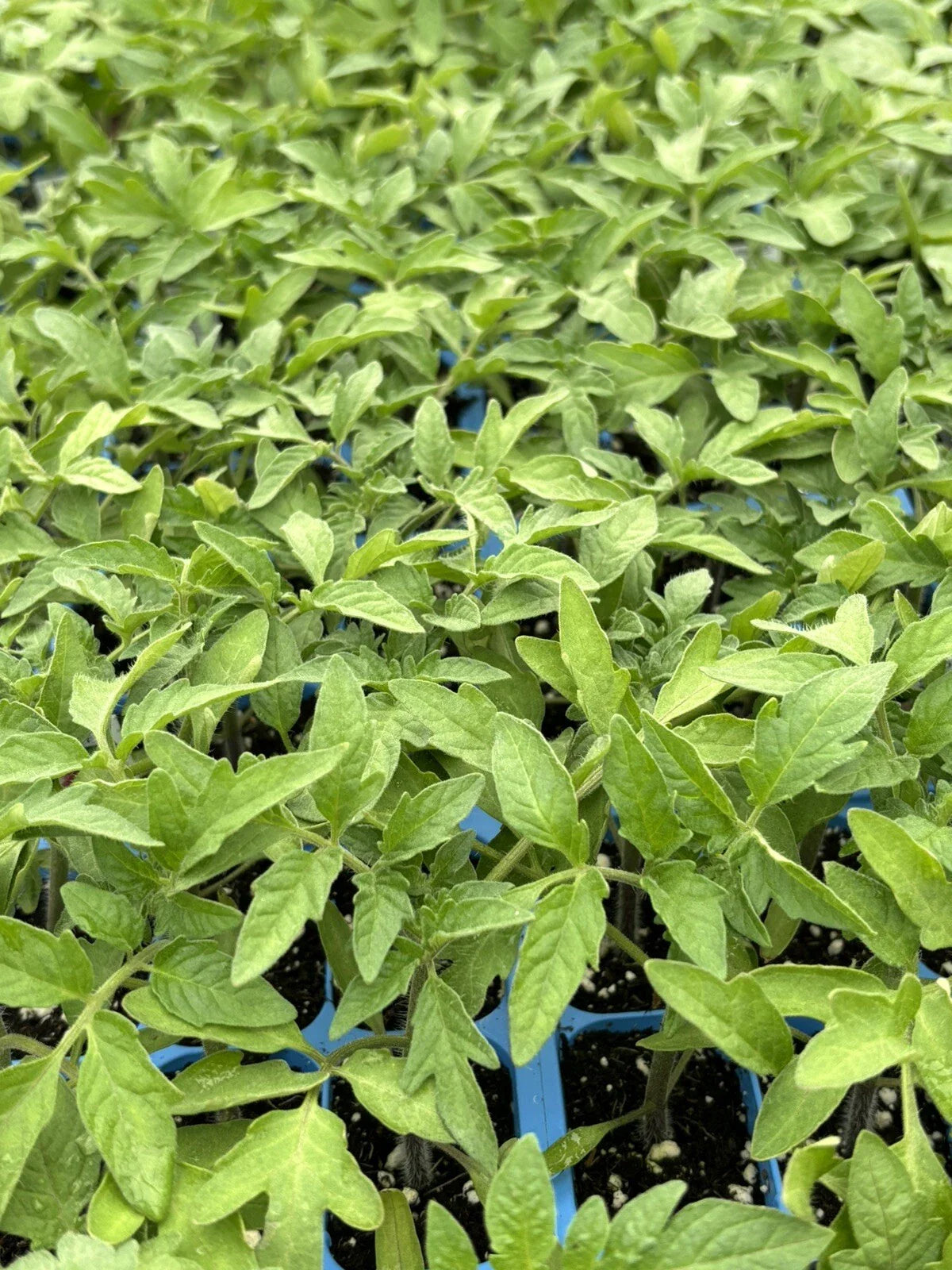 Cherokee Purple Tomato Live Plants - Lot of 3, 6-10 Inches, Heirloom Variety, Solanum lycopersicum