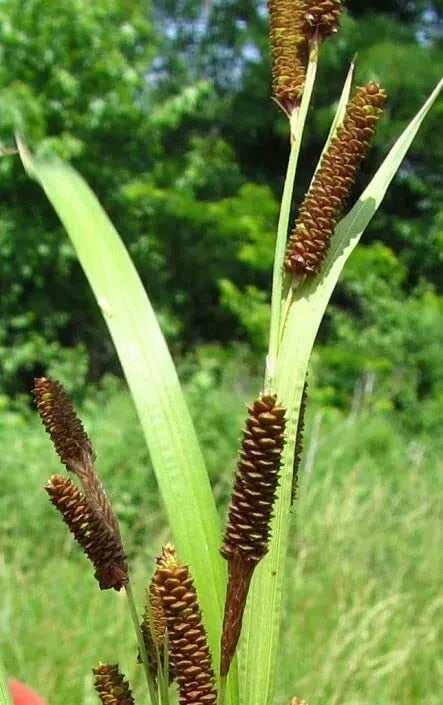 Pinecone Cattail Seeds for Planting (50 Seeds) - Carex shortiana - Shorts Sedge, Native Wetland Plant