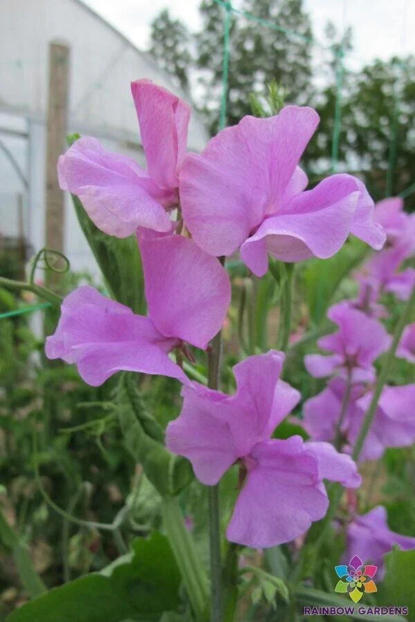 Marion Sweet Pea Seeds - 50+ Pack for Garden Planting - Lathyrus odoratus - USA Grown, Free Shipping