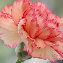 200+ Rock Pink Carnation Seeds for Garden Planting, Dianthus caryophyllus, USA, Non-GMO, Easy to Grow