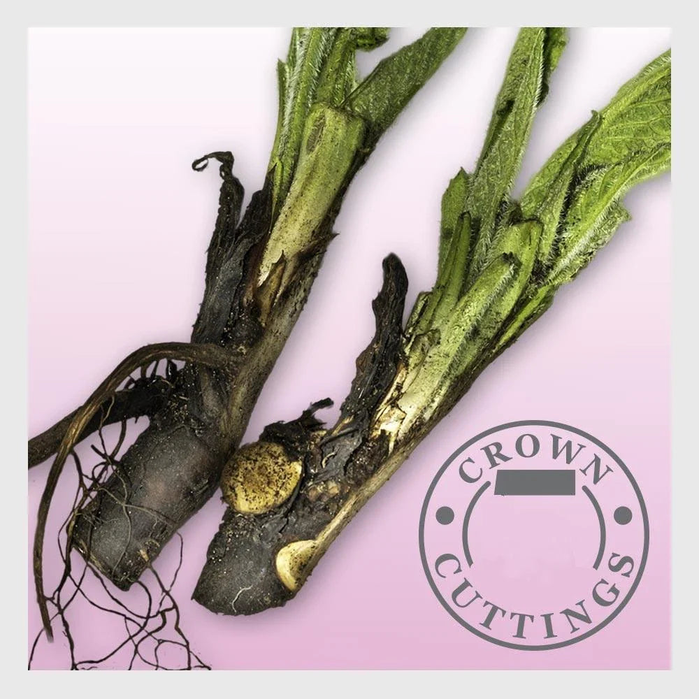 Russian Comfrey Cuttings - Bocking 14 Cultivar - Live Easy Plant Propagation - Organic Herbal Garden