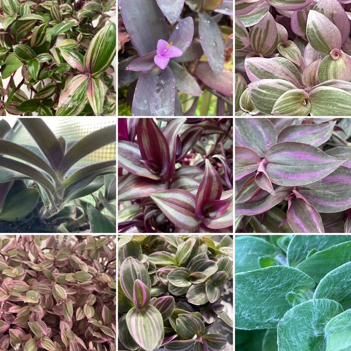 Tradescantia & Callisia Cuttings Assortment - Vibrant Wandering Jew Houseplant - Easy Care Indoor Plants