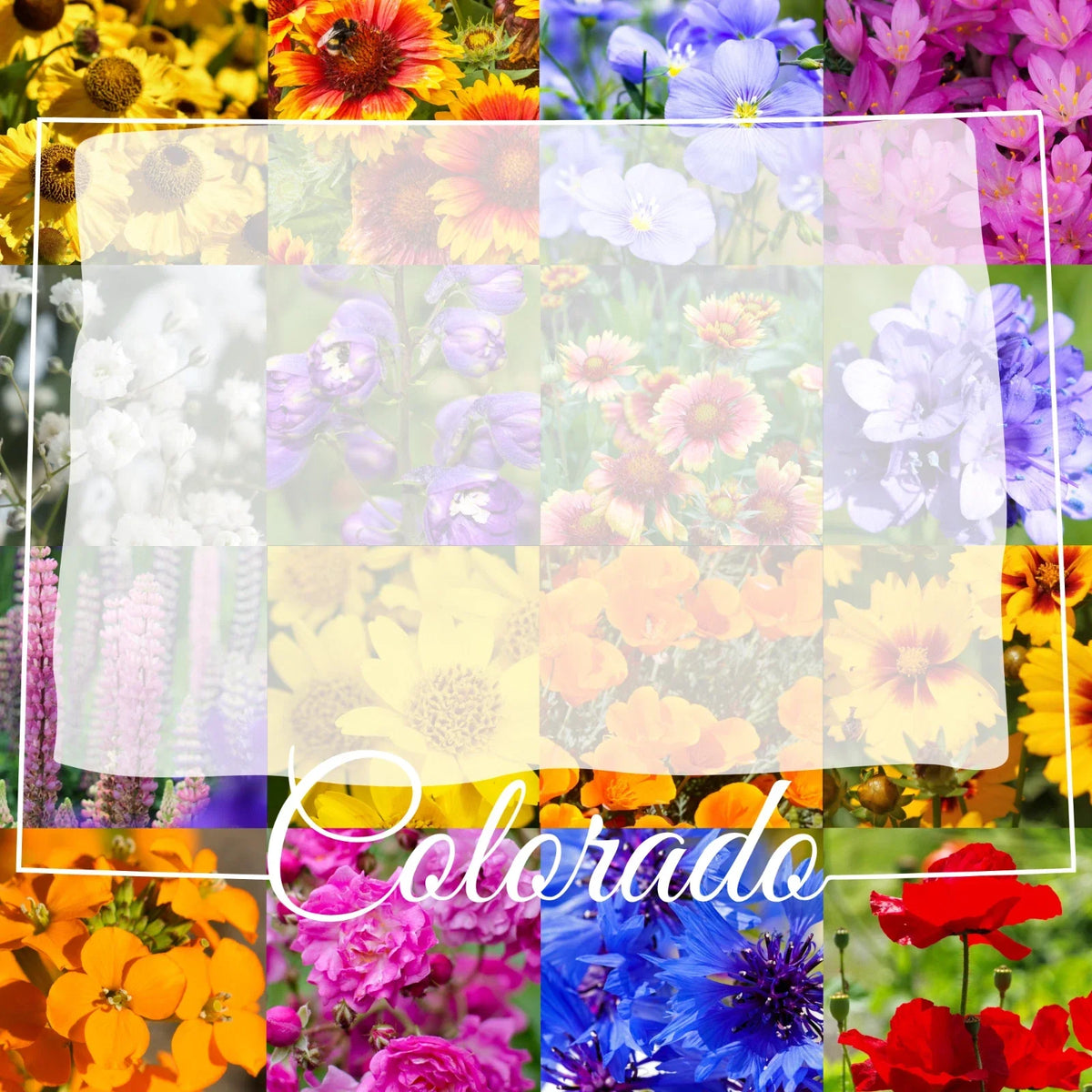 Colorado Wildflower Seed Mix 1 lb Bulk - Native Wildflowers for Landscaping & Pollinator Gardens