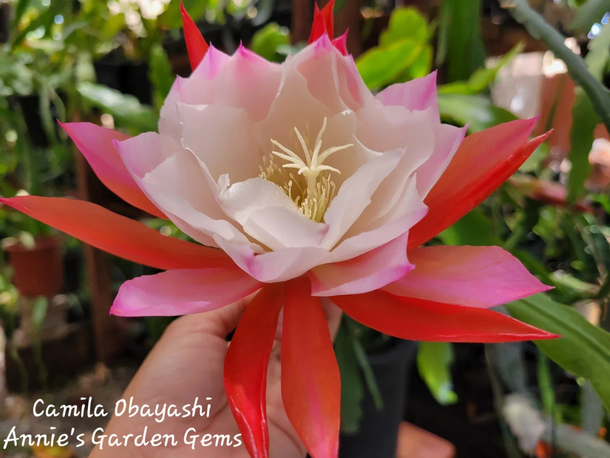 Epiphyllum Camila Obayashi Orchid Cactus in 4 Inch Pot - Well Rooted, Tropical Houseplant