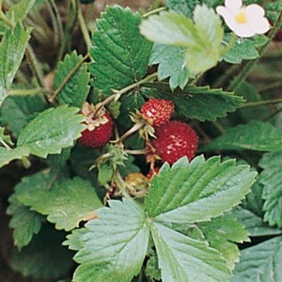 Strawberry Seeds 50+ Heirloom Alexandria Fragaria x ananassa USA Grown
