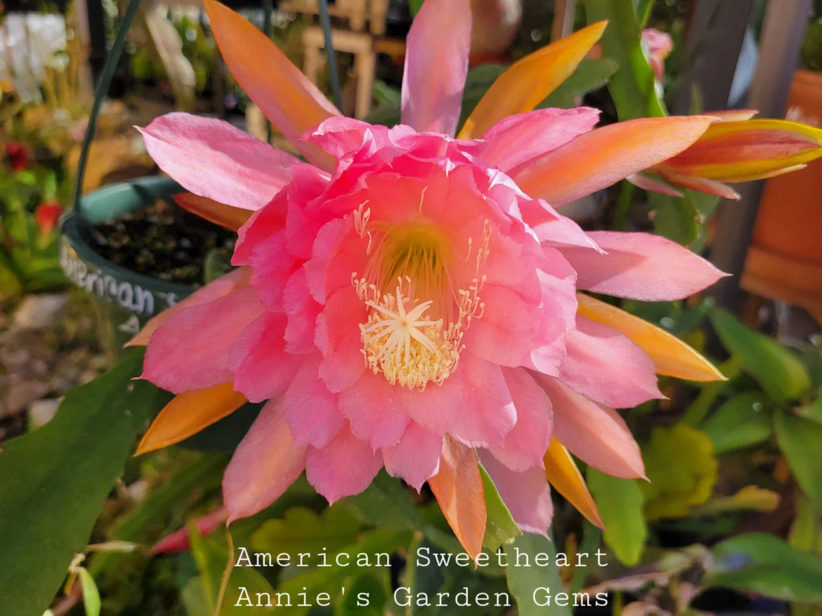 Epiphyllum Cuttings - 8 to 10 inches - American Sweetheart - Epiphyllum spp. Unrooted Succulent Plant Cuttings