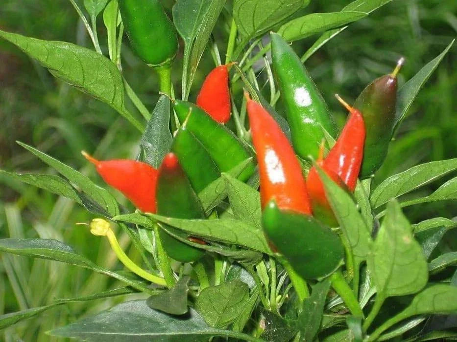 Mirasol Chile Pepper Seeds, Capsicum annuum, New Mexico NUMEX Variety, Medium Heat, Ornamental Red & Green Fruits, Peruvian Cuisine