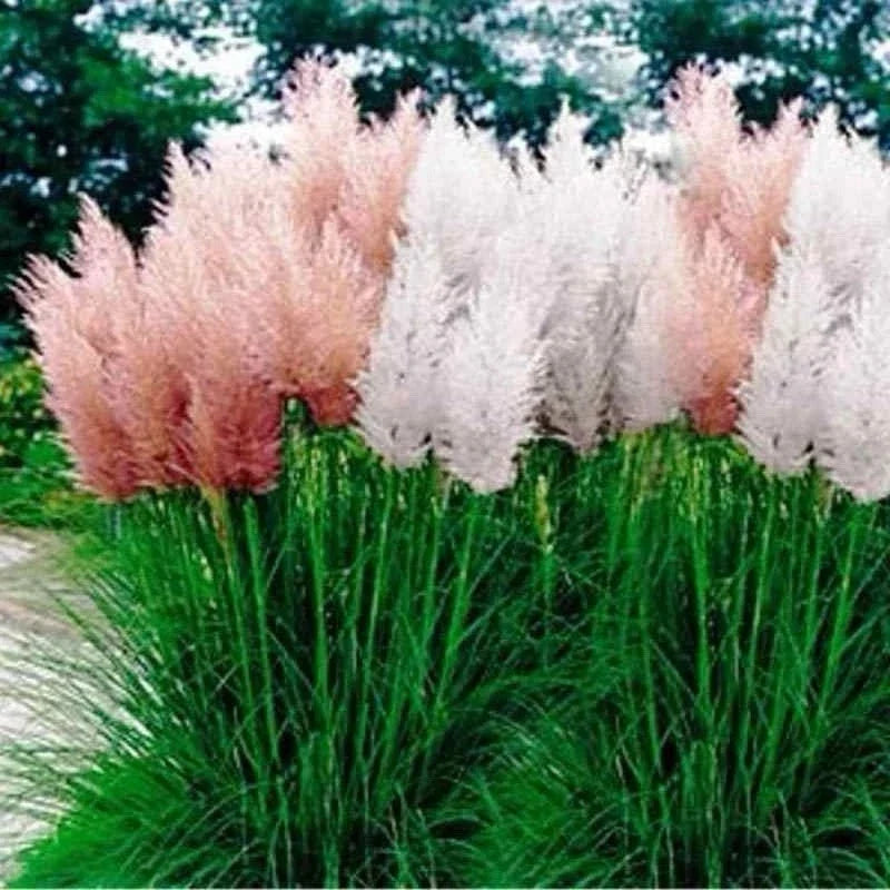 Pampas Grass Seeds Mix - Perennial Ornamental Seeds - Cortaderia selloana - Full Sun, Drought Tolerant, 25 Seeds