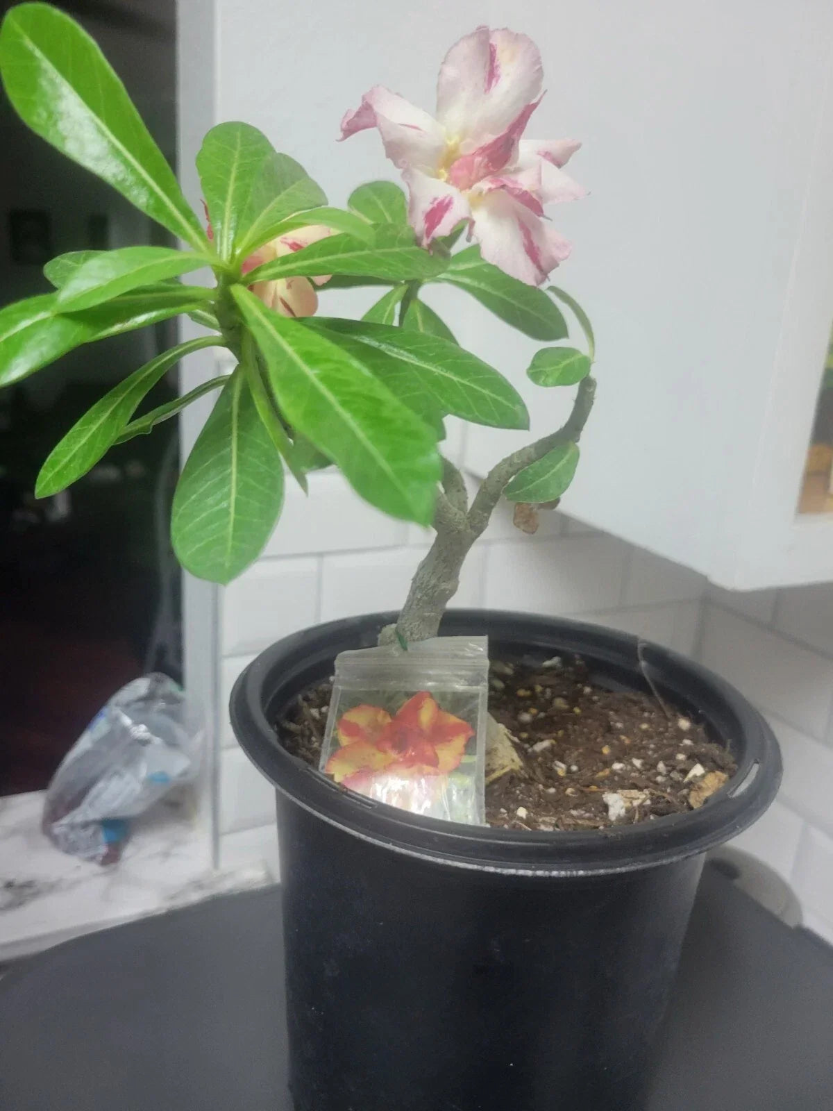 Grafted Desert Rose Plant in Gallon Pot | Adenium Obesum Yellow and Red Flowers | Drought-Tolerant Succulent
