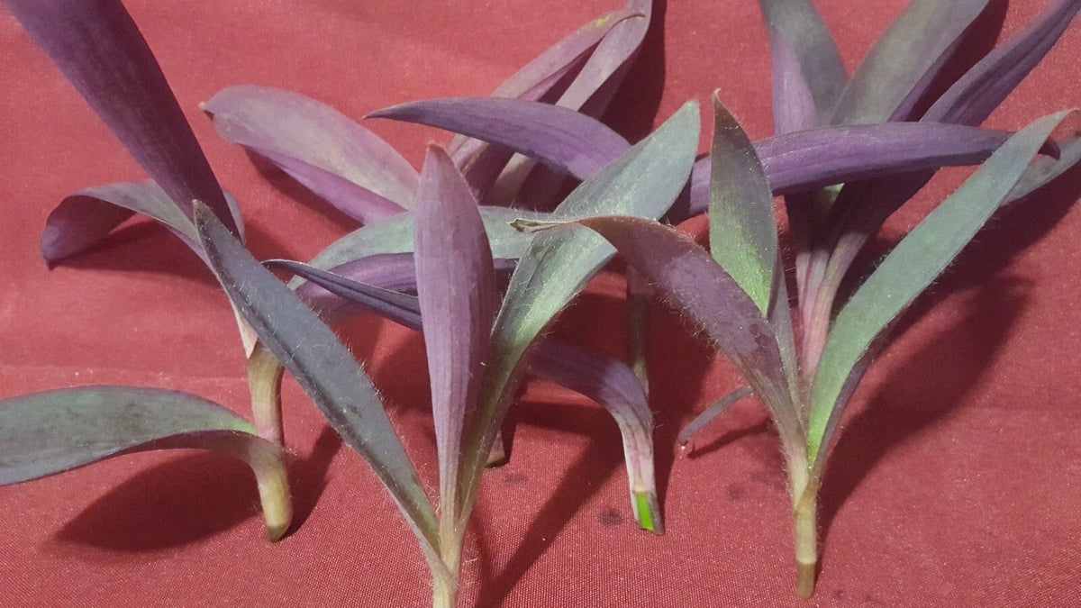 Purple Heart Wandering Jew Plant Cuttings 6 Pack | Tradescantia pallida | Indoor Garden, Propagation, Vibrant Foliage