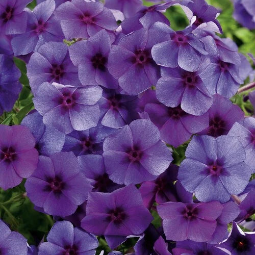 Intensia Blueberry Phlox - 100 Seeds for Garden Planting - Phlox paniculata - USA Grown, Free Shipping
