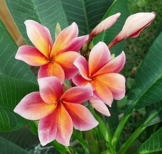 Plumeria Seeds - 5 Orange Pink Hawaiian Flower Lei Plants - Perennial Bloom - Frangipani