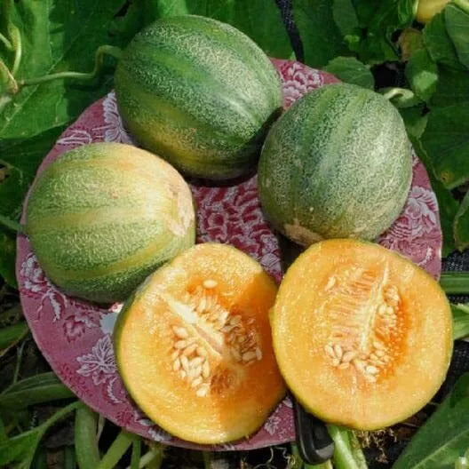 Minnesota Midget Melon Seeds - 10 Pack | Sweet Compact Melons Cucumis melo
