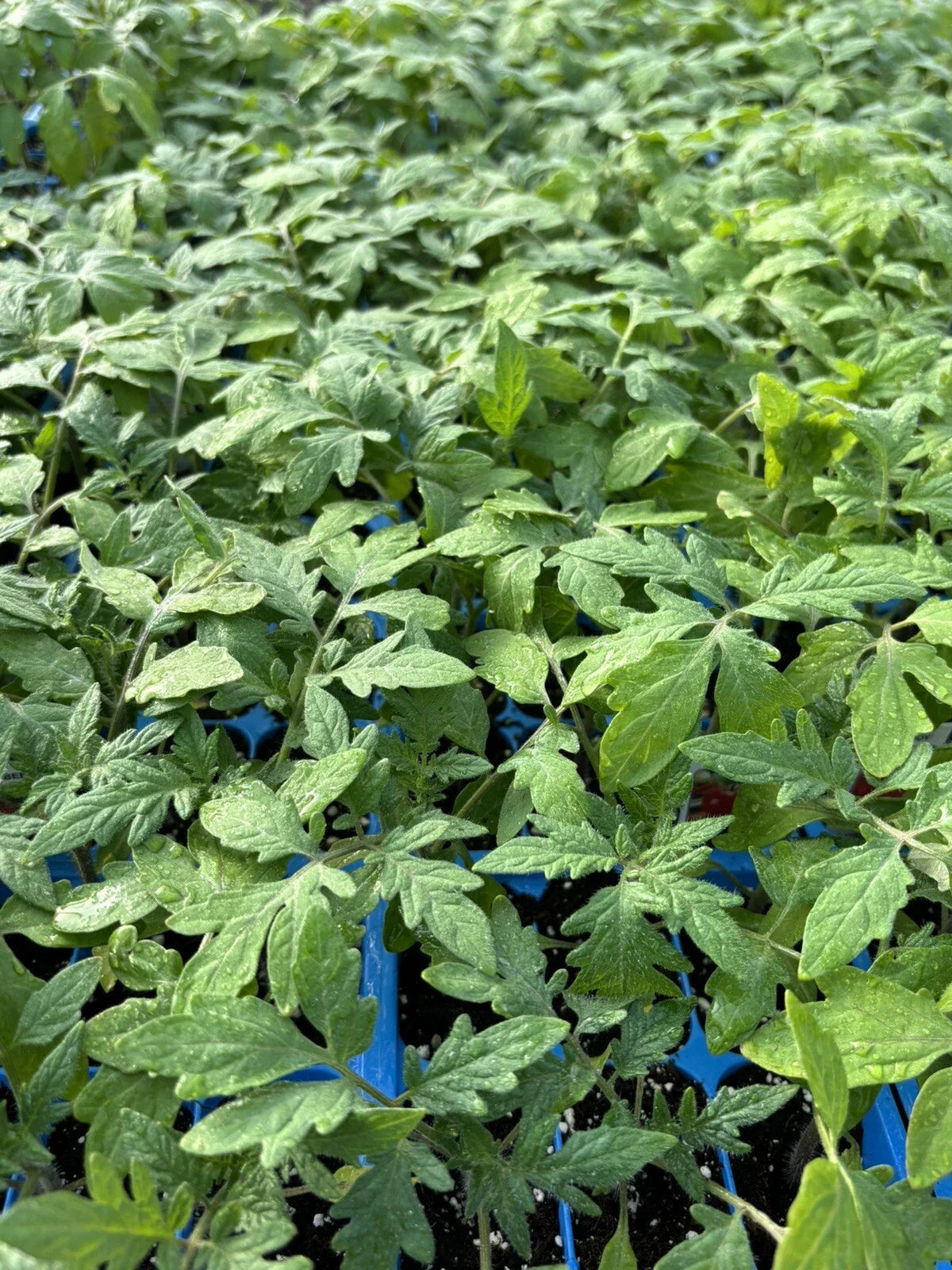 Hungarian Giant Tomato Live Plants - Lot of 3, 6 to 10 Inches, 60+ Days Old, Solanum lycopersicum