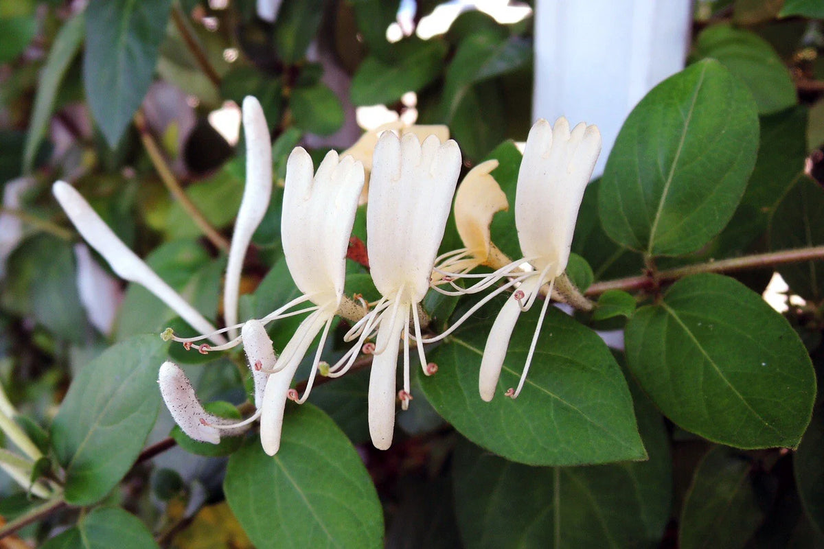 Honeysuckle Cuttings 10 Pack | White & Yellow Flowers | Lonicera japonica | Unrooted Vines for Garden Planting