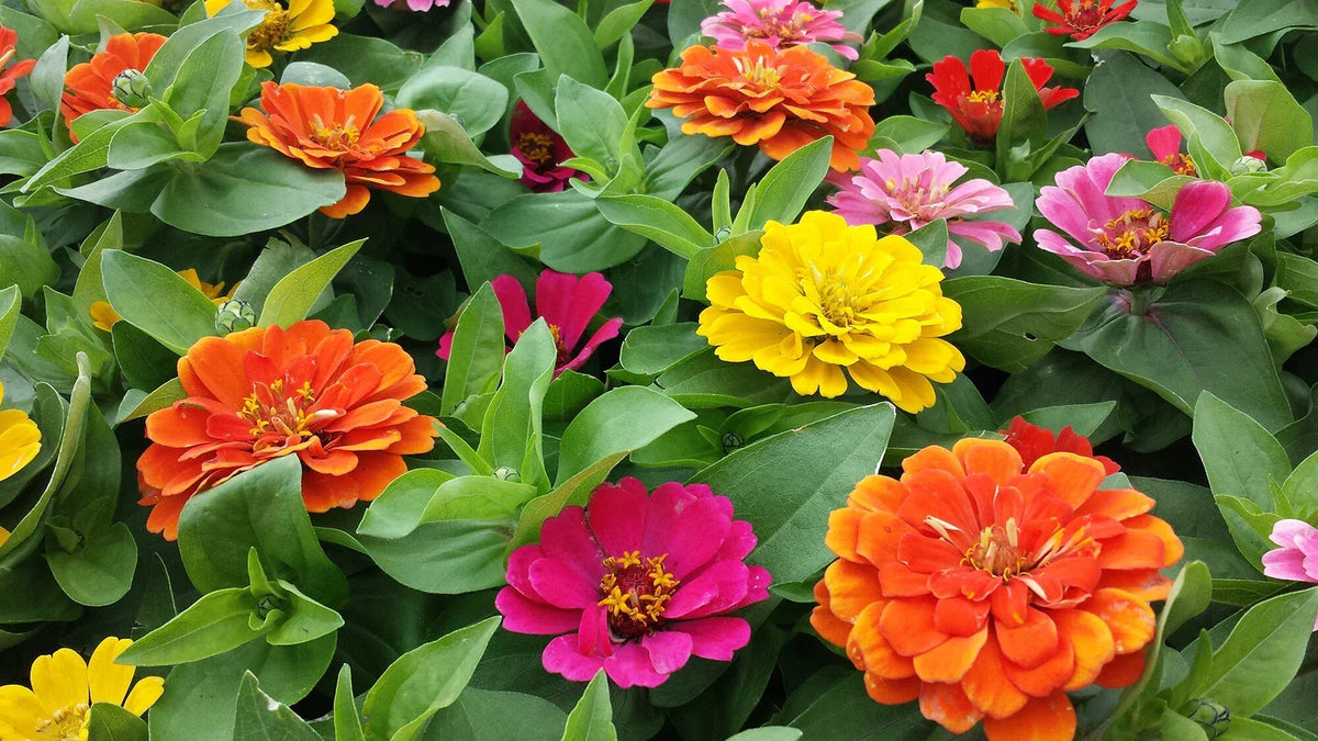 Zinnia Short Stuff Mix Seeds 100 Pack - Compact, Colorful Zinnia elegans for Full Sun Gardens