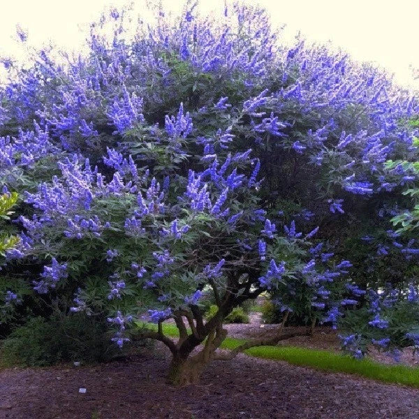 Chaste Tree Seeds - Fast Hardy Lilac Flower - Vitex agnus-castus - Monks Pepper