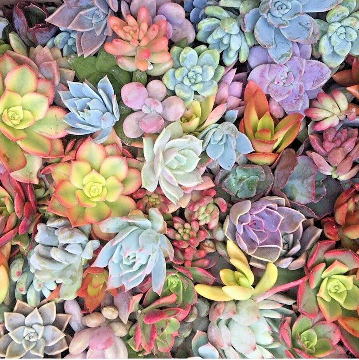 15 Mixed Succulent Cuttings - Live Unrooted Plants for Propagation & DIY Arrangements - Various Species
