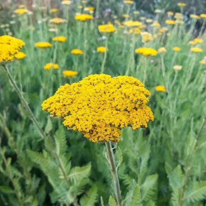 Gold Yarrow Seeds – Achillea filipendulina – Perennial for Butterflies & Hummingbirds, Easy to Grow
