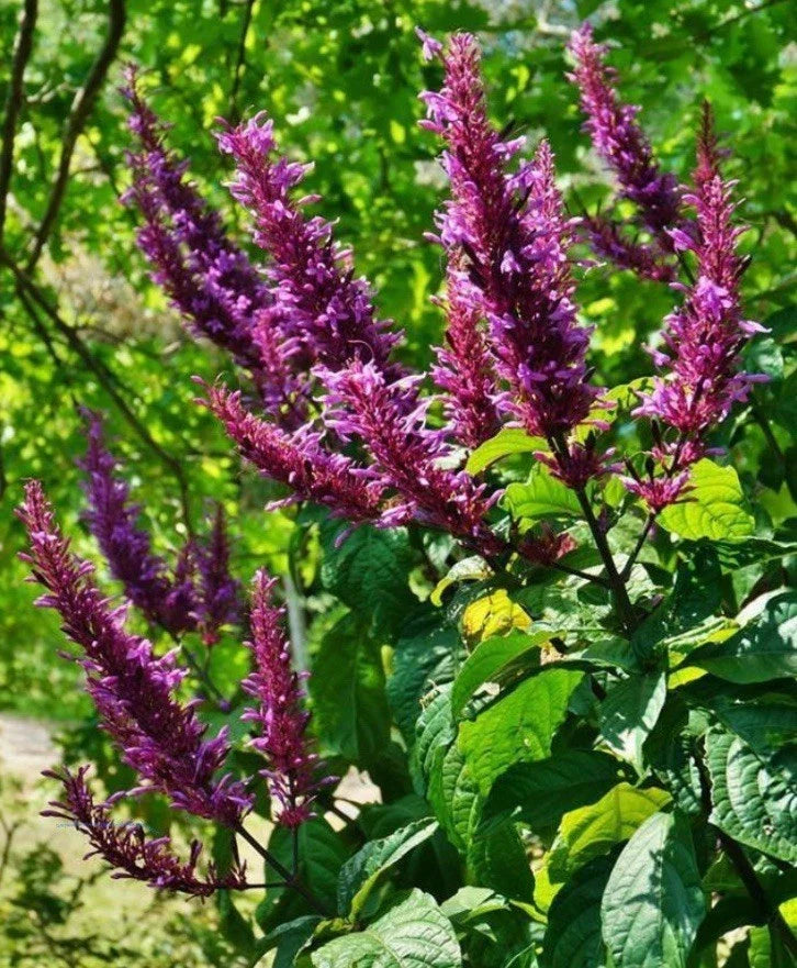 Purple Firespike Plant Cuttings - 10 Organic Butterfly Hummingbird Garden Gifts - Odontonema callistachyum