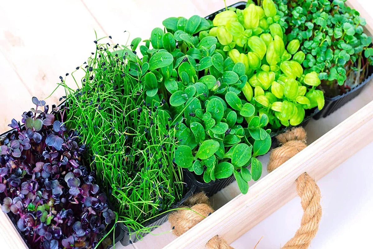 Microgreens Mix - Basil, Onion, Radish, Alfalfa, Wheatgrass Seeds for Nutrient-Dense Sprouts