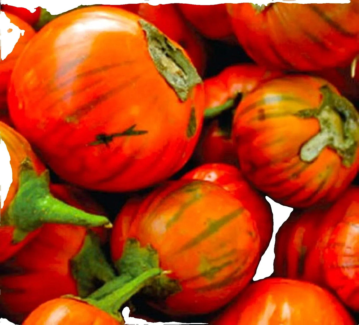 Turkish Orange Eggplant Seeds - Non-GMO Solanum melongena Heirloom Vegetable Garden Seeds - Vibrant Orange Color, Easy to Grow
