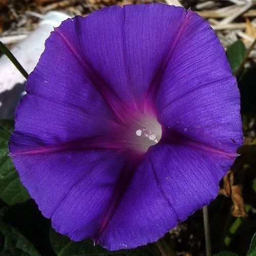 Star of Yelta Morning Glory Seeds - 25 Fresh Seeds - Ipomoea purpurea - Colorful Climbing Flower Seeds for Garden