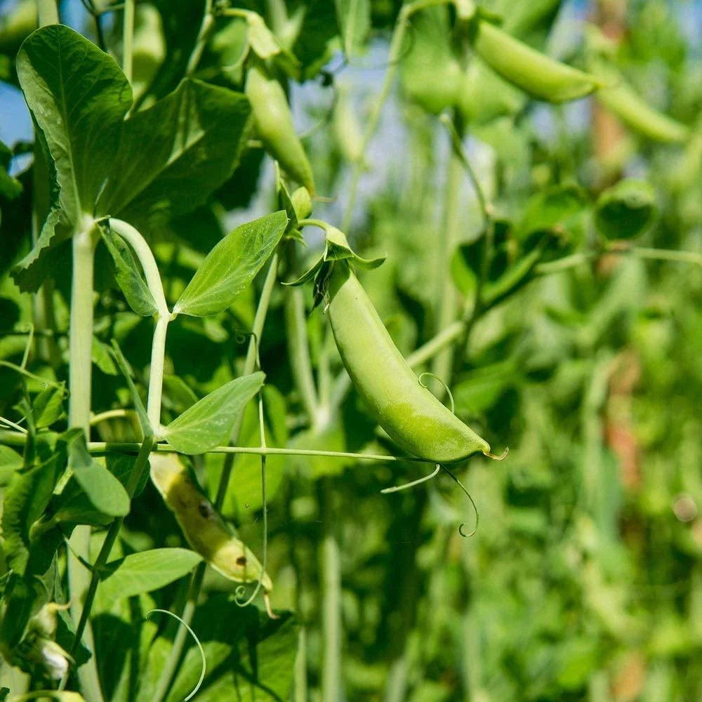 Dundale Pea Sprouting Seed 12 Ounce, Non-GMO, Pisum sativum, Organic Sprouts for Healthy Eating