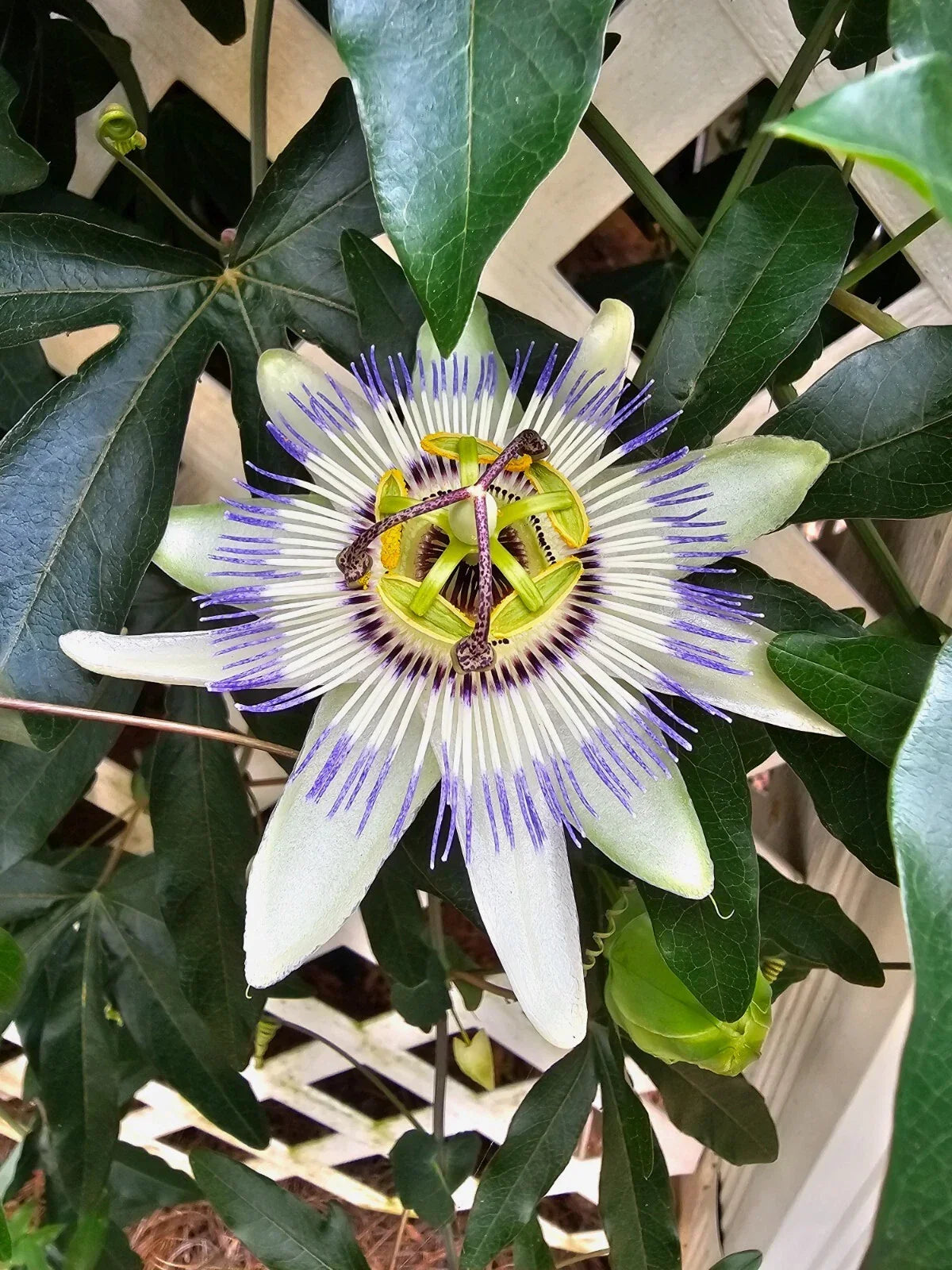 Hardy Blue Crown Passion Fruit Vine Starter Plant – Passiflora caerulea, Climbing Vine, Blue & Purple Flowers