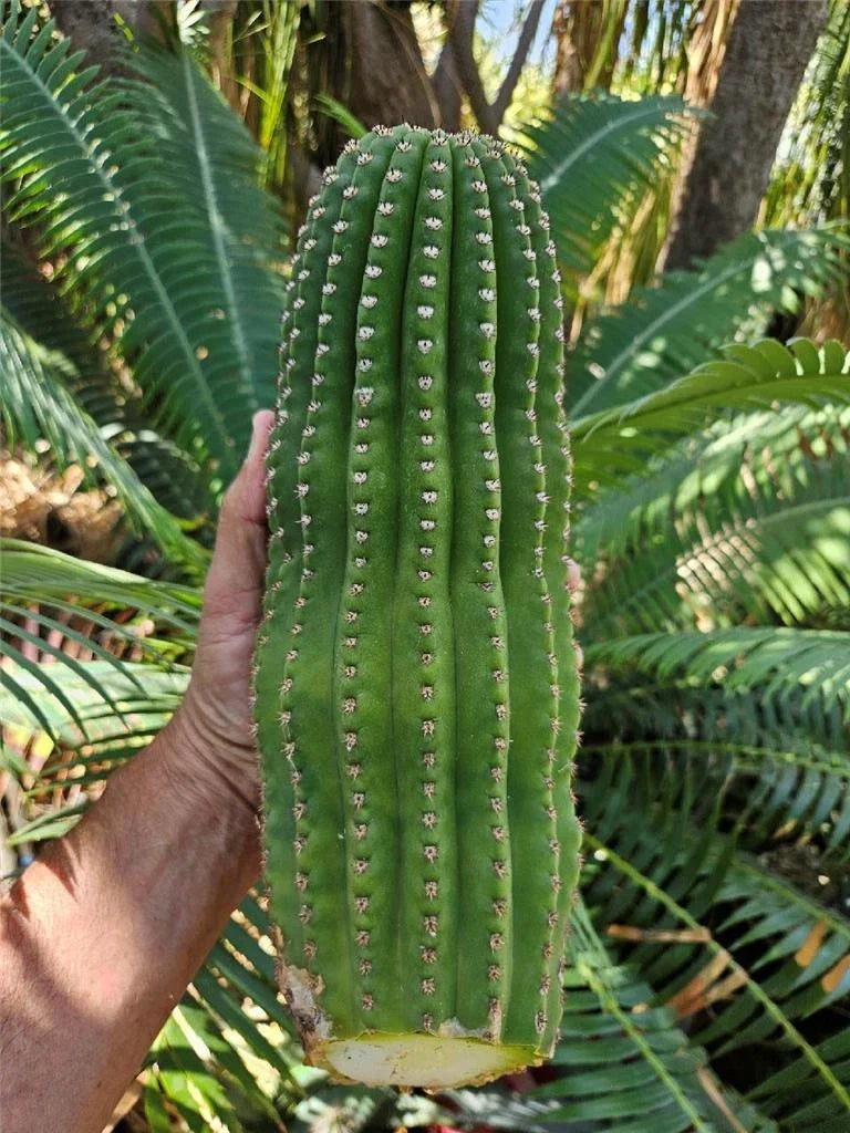 Echinopsis Hybrid Riverside Unrooted Cactus Cutting - Large 12"x4" for Propagation, Succulent, Drought-Resistant Plant