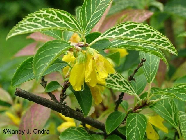 Forsythia Plant 6-12 inch Variegated Forsythia viridissima Kumson Liner Starter - Hardy Zones 5-9, Dormant in Fall/Winter