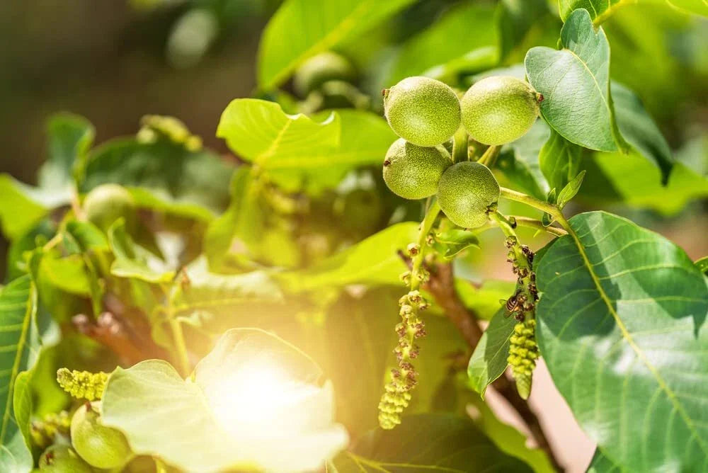 Jupiter's Acorn Tree Seeds - 2 Dwarf Walnut Seeds for Planting - Juglans regia