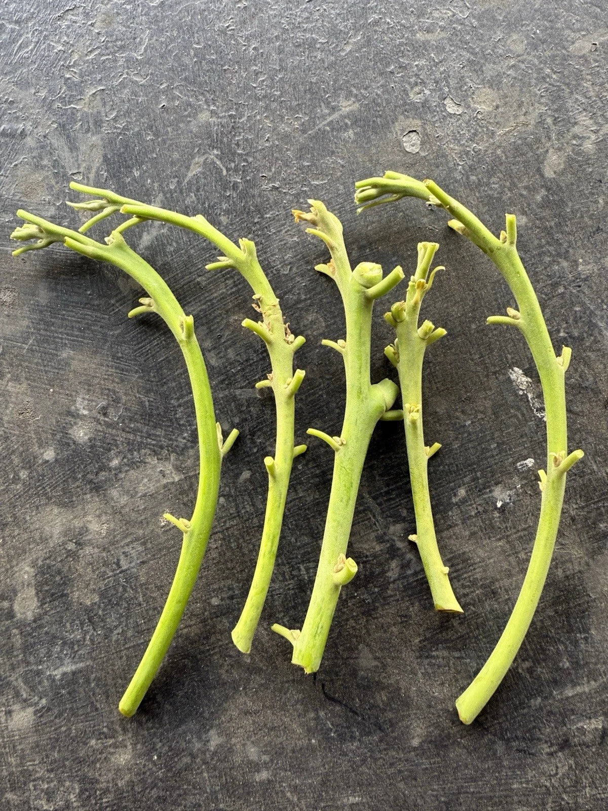 Lamb Hass Avocado Grafting Cuttings – 4 Scions for Propagation – Persea americana Fruit Tree