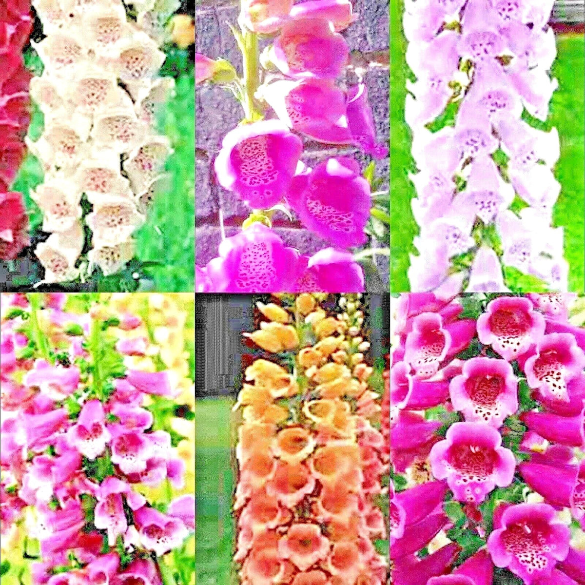 Foxglove Seeds Mix - 4000+ Perennial Flower Seeds - Excelsior Variety (Digitalis purpurea) - Attracts Hummingbirds