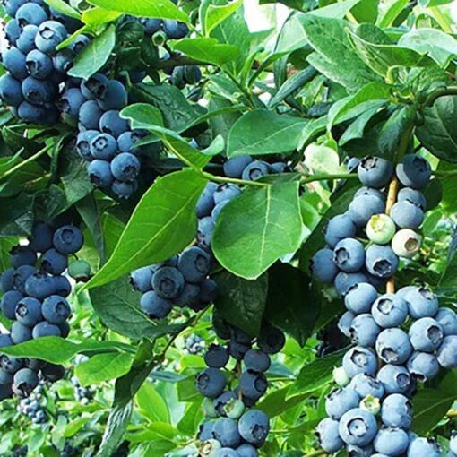 Vaccinium 'Razz' Blueberry Plant 6-12" Live Starter, Sweet Raspberry Flavor, Vaccinium corymbosum, Northern Highbush, Zone 4-9