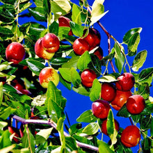 10 Jujube Fruit Tree Seeds - Red Chinese Date, Indian Plum, Superfruit, Fast Growing, Hardy - Ziziphus jujuba