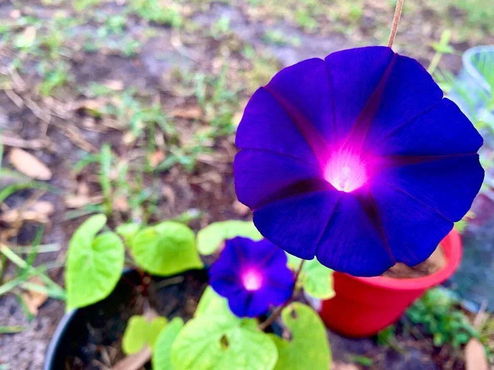 Purple Morning Glory Climbing Vine Seeds | 100+ Ipomoea purpurea Seeds