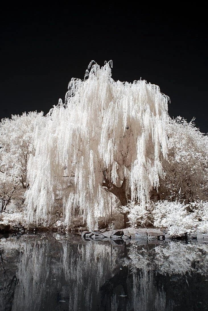 White Willow Tree - Silver Leaf Salix alba with Shimmering Foliage for Gardens and Landscapes