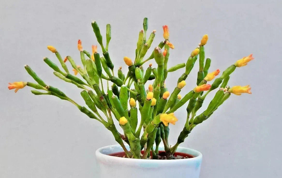 Dancing Bones Cactus Plant 2" Hatiora salicornioides Unique Indoor Succulent for Collection