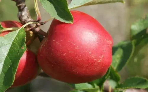 Rajka Apple Seeds (25+) for Garden Planting - Malus domestica - USA Grown, Non-GMO, Organic, Free Shipping