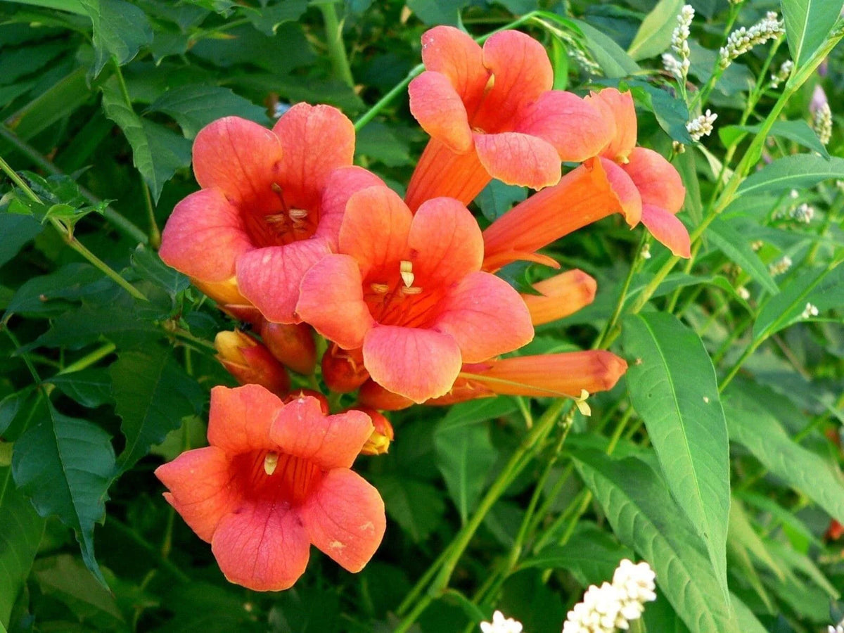 Hummingbird Trumpet Creeper Vine Seeds - 70 Campsis Radicans Flower Seeds for Garden and Landscaping